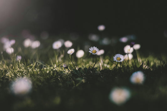 Ostara: The Joy of Spring & Balance