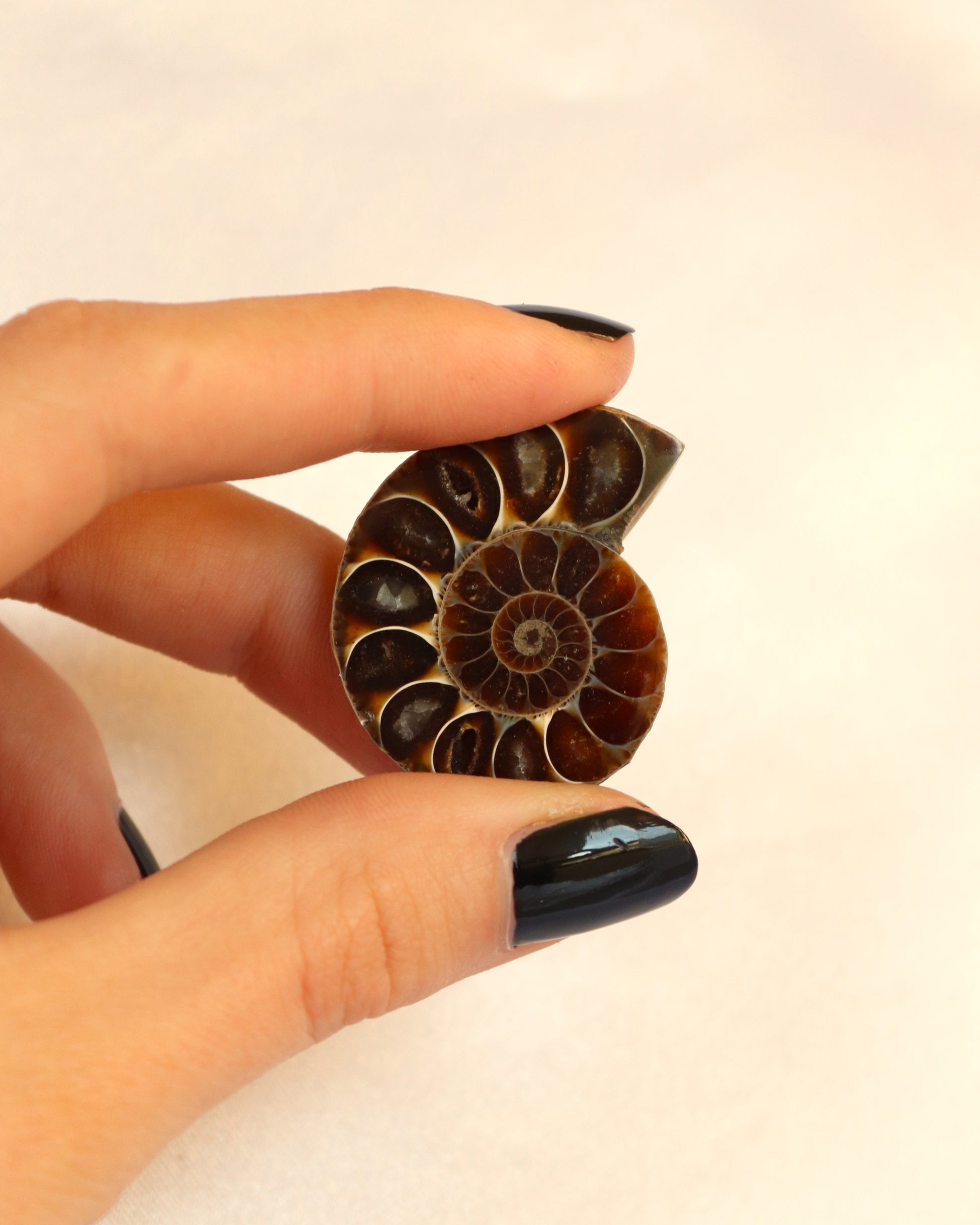 Ammonite fossil