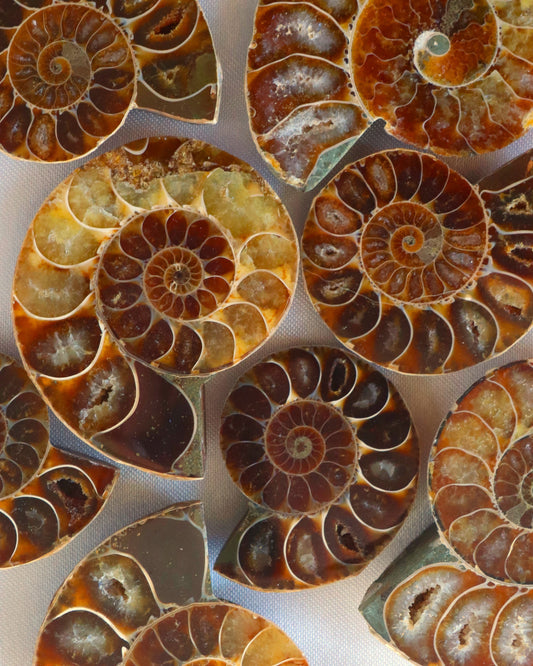 Ammonite fossils in different sizes